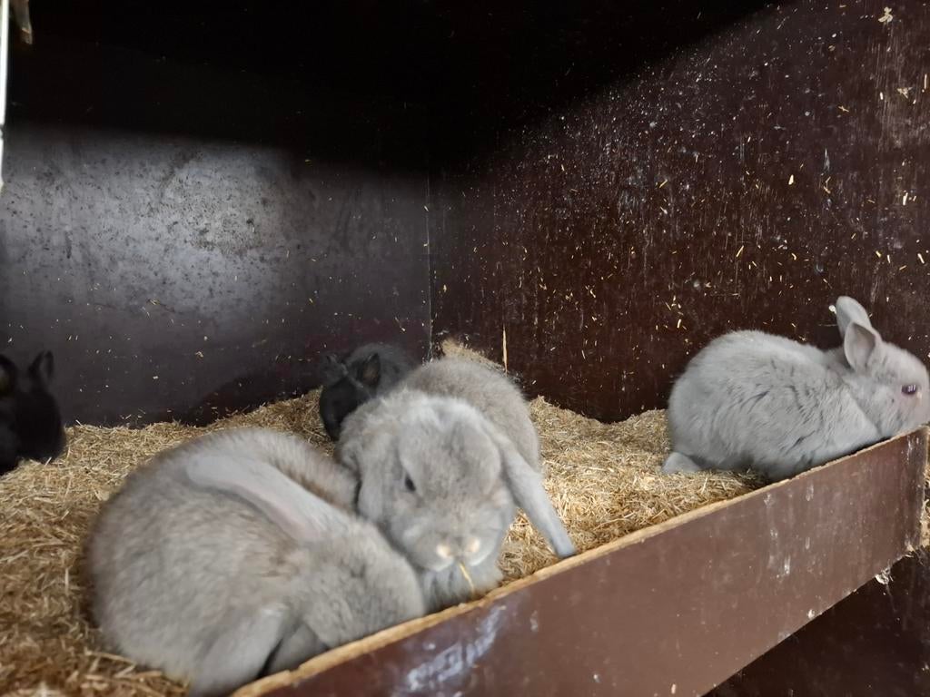 Mooie jonge konijntjes in verschillende kleuren, Meerdere dieren