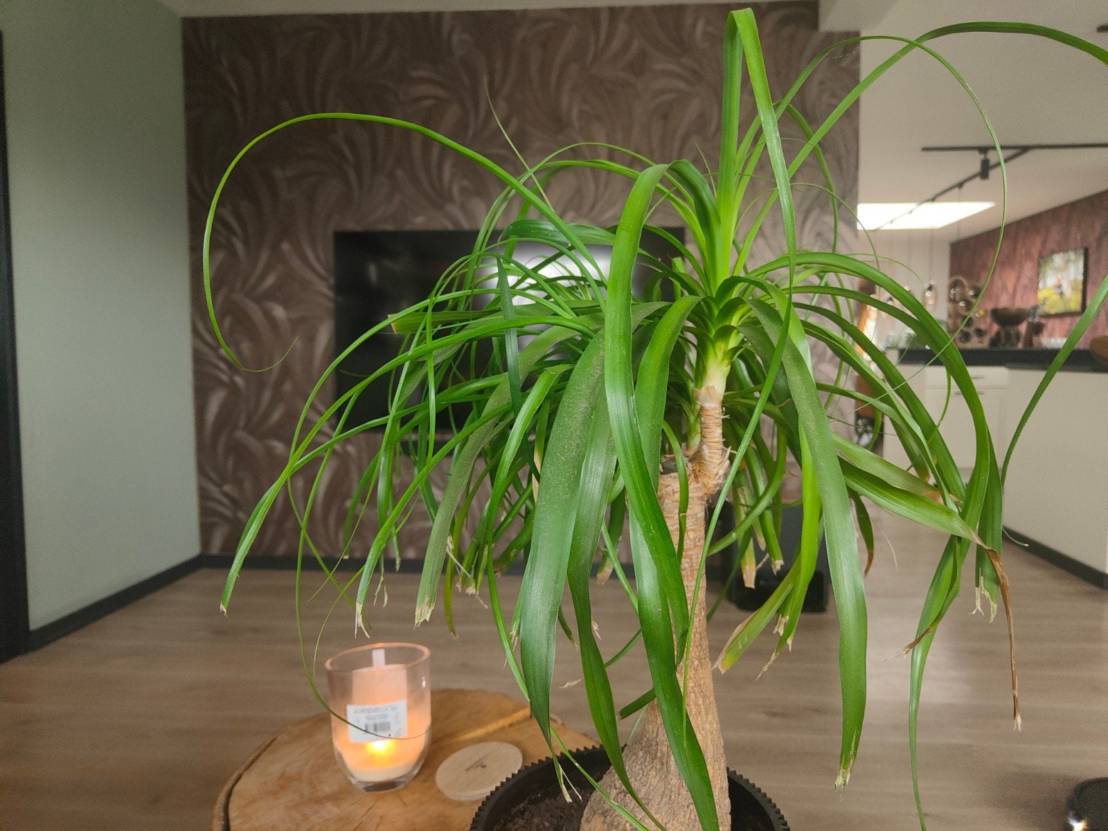 Olifantspoot (Beaucarnea recurvata), Groene kamerplant, Ophalen, Halfschaduw, Minder dan 100 cm