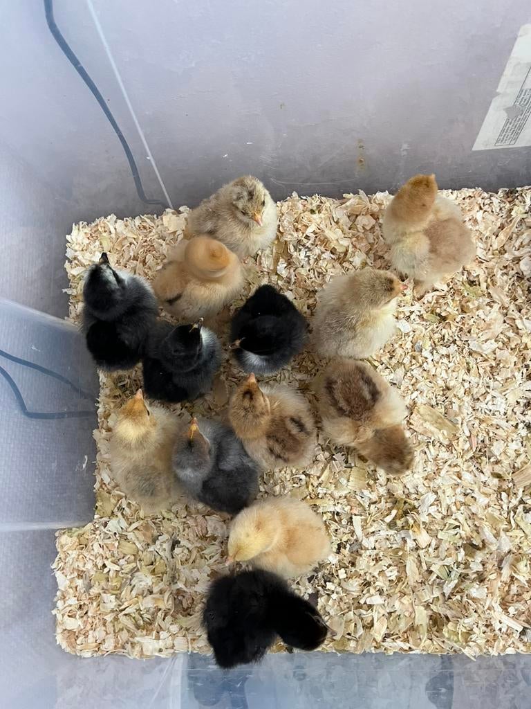 Cochin kriel kuikens, Dieren en Toebehoren, Pluimvee, Geslacht onbekend, Kip