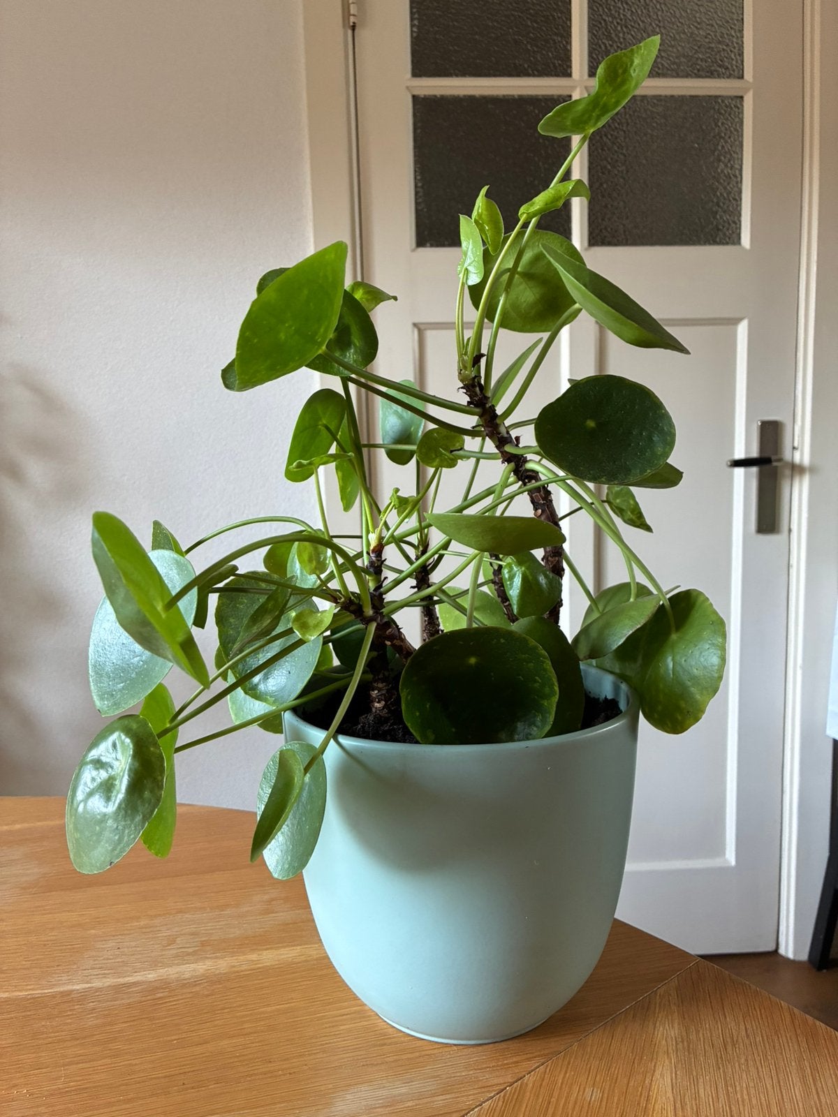 Pilea (pannenkoekplant) 50 cm incl. pot, Huis en Inrichting, Ophalen, In pot, Halfschaduw, Minder dan 100 cm