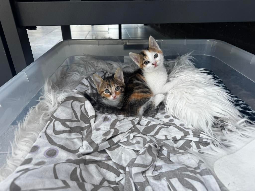 Prachige kittens, Meerdere dieren, Ontwormd
