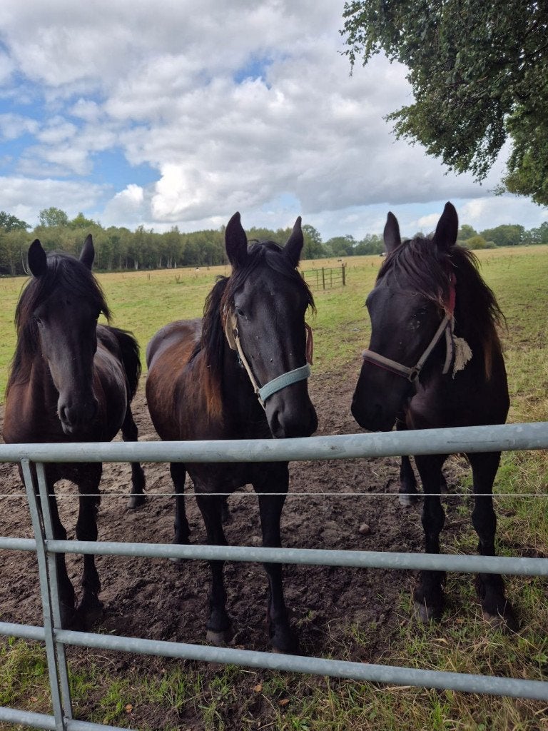 friese paarden, Dieren en Toebehoren, Gechipt, 0 tot 2 jaar, Onbeleerd, Meerdere dieren