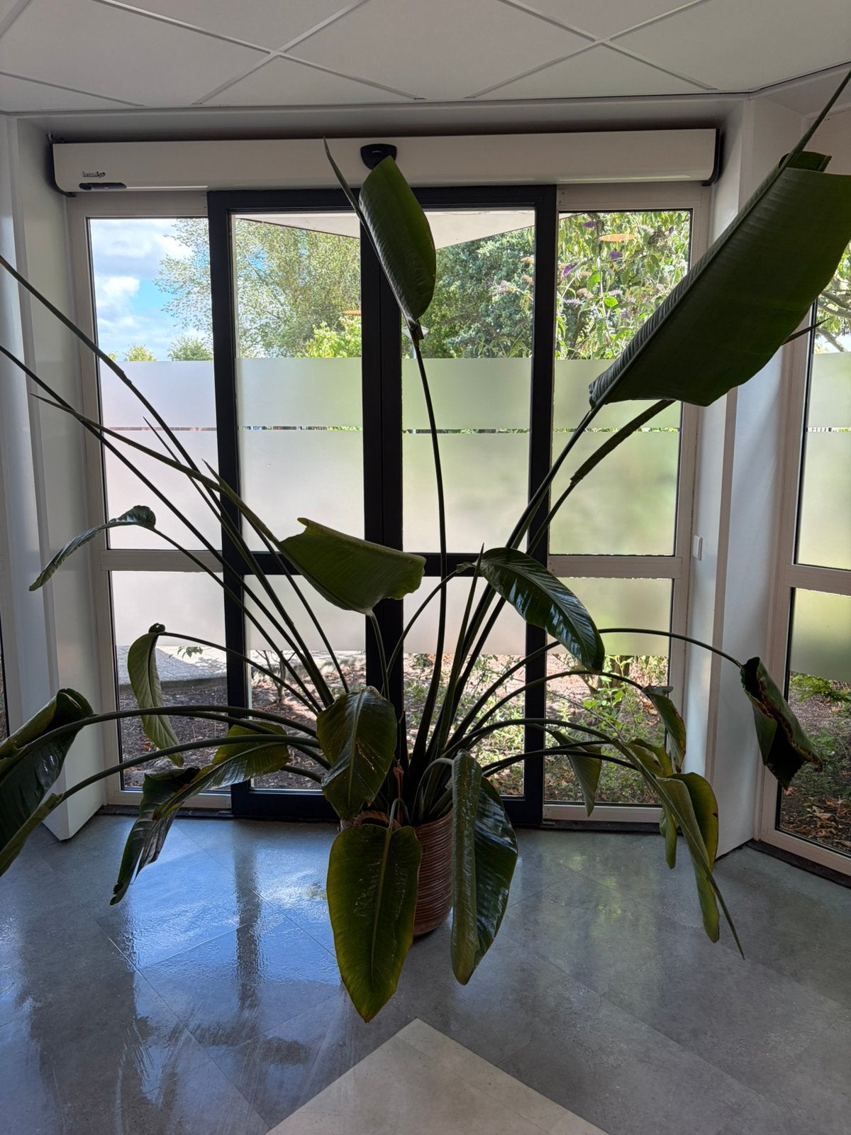Strelitzia, Huis en Inrichting, Ophalen, Halfschaduw, 150 tot 200 cm
