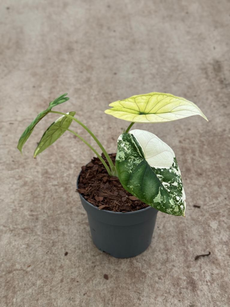 Alocasia Dragon Scale Albo Variegata, Ophalen of Verzenden, Halfschaduw, Minder dan 100 cm