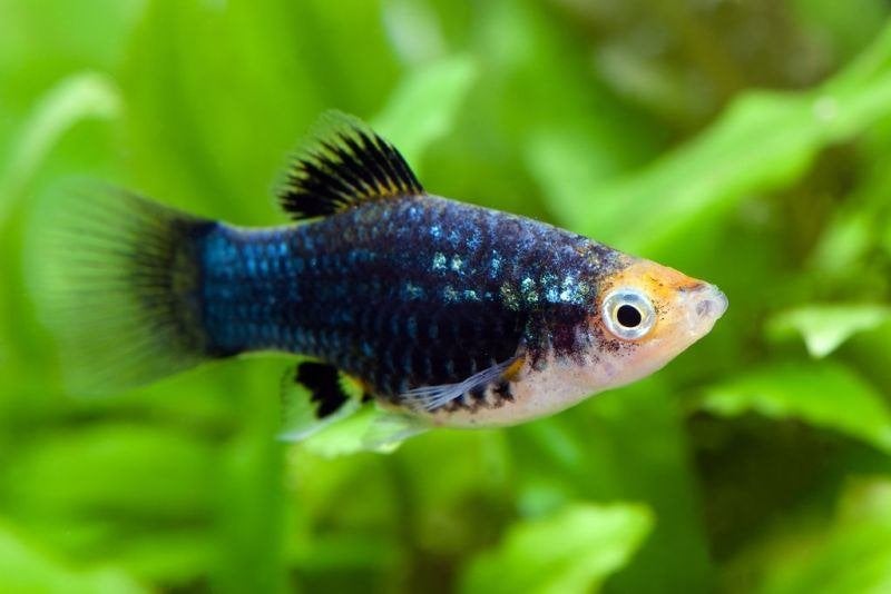 Platy zwart, Dieren en Toebehoren, Vis