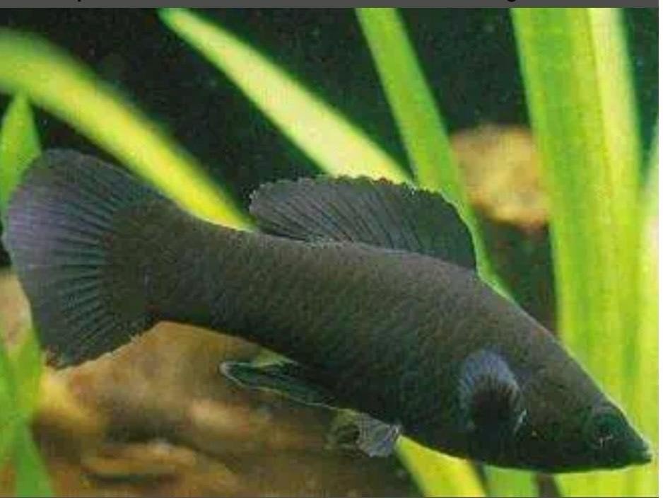 Jonge black mollys, Vis