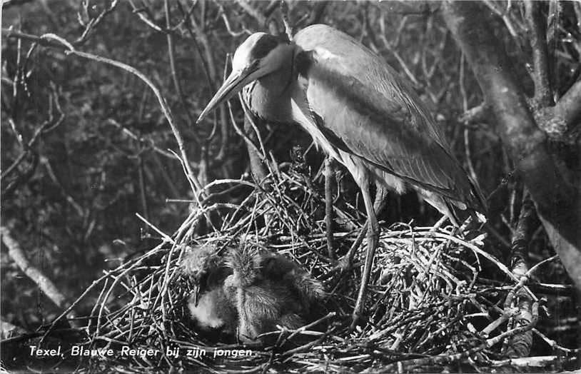 377-133-033 Texel Blauwe Reiger, Verzenden, Voor 1920, Noord-Holland