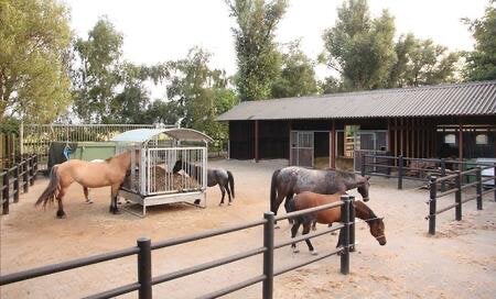 Pensionstalling gezocht voor groot paard | Emmen/Klaziena, Dieren en Toebehoren, Stalling en Weidegang