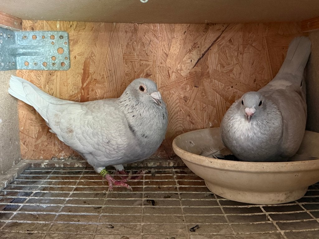 postduiven, kleurpostduiven, Meerdere dieren, Postduif
