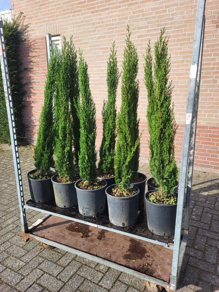 Cupressus sempervirens nu €34.99 p stuk, Ophalen of Verzenden, Overige soorten, Volle zon