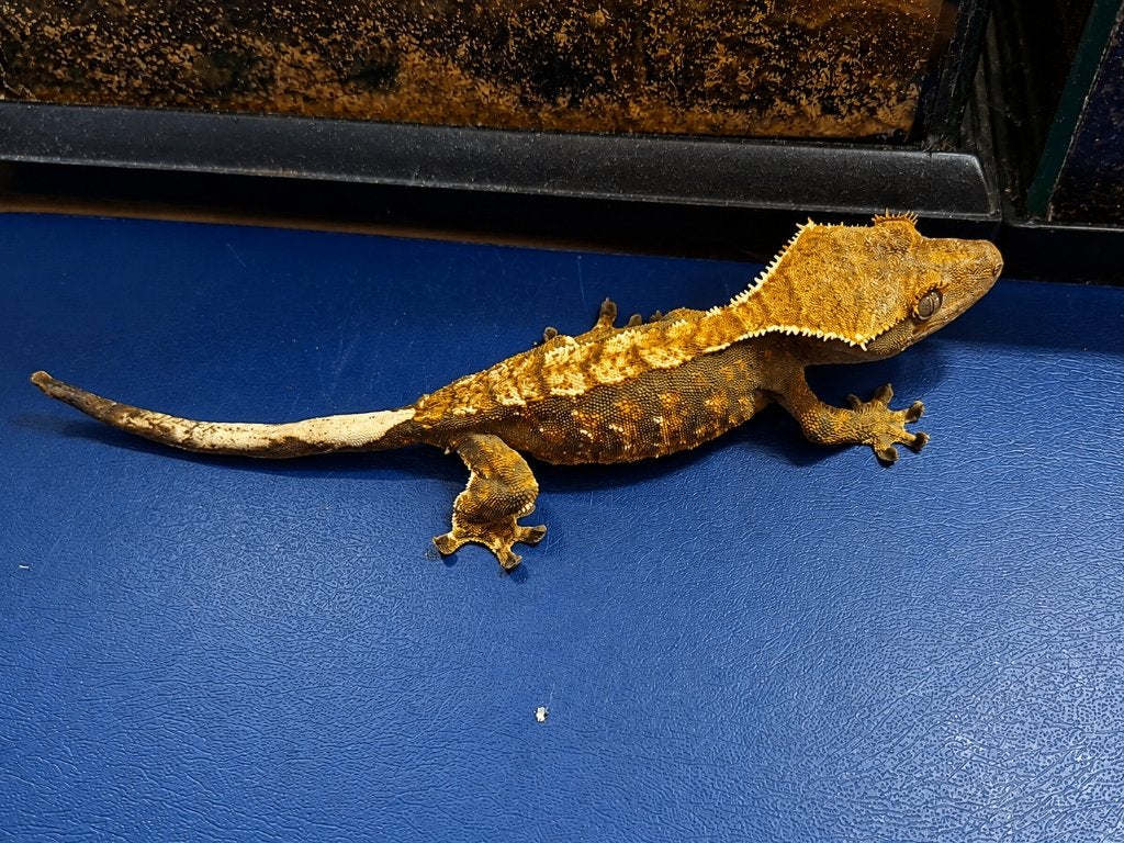 Jonge wimpergekko – vrouwtje, Dieren en Toebehoren, Reptielen en Amfibieën, Hagedis, Tam, 0 tot 2 jaar