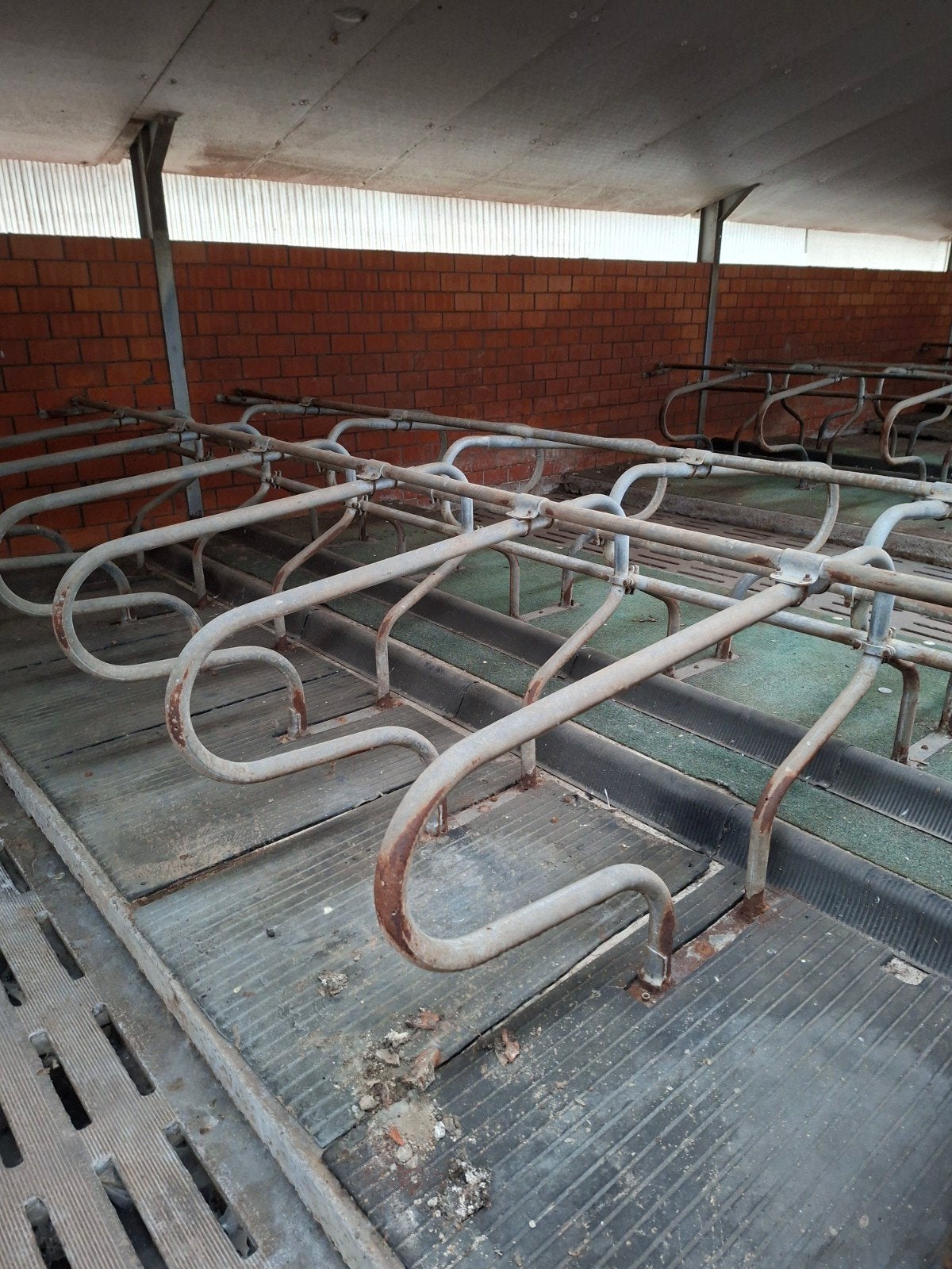 40 Jongvee Ligboxen, Ophalen of Verzenden
