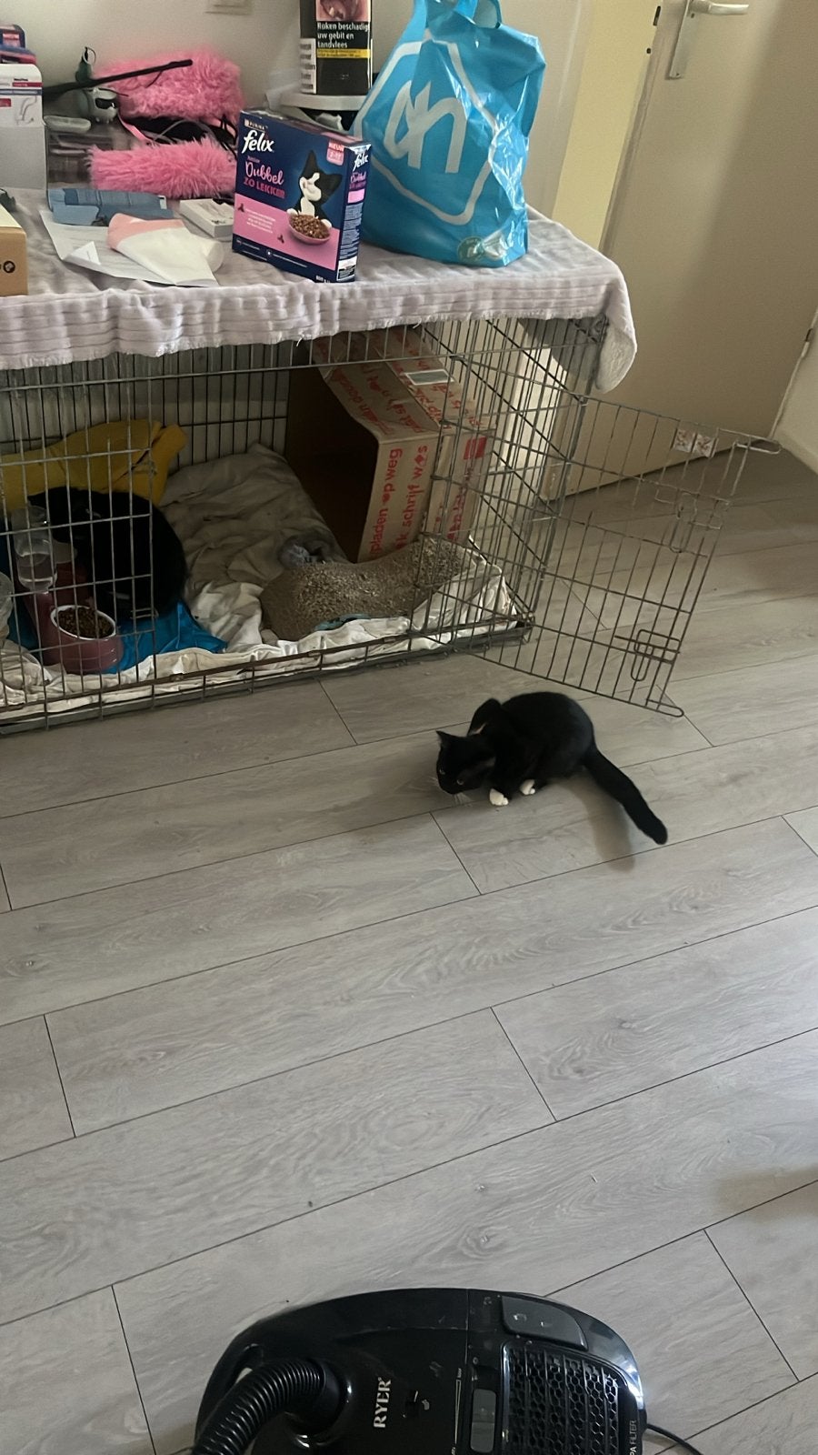 Kittens 6 maanden oud, Poes, Langharig, 0 tot 2 jaar
