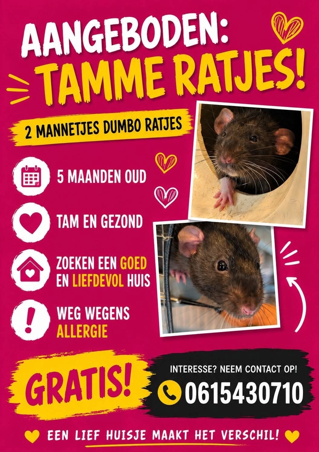 tamme ratjes, Dieren en Toebehoren, Knaagdieren, Rat, Maart, Meerdere dieren, Tam