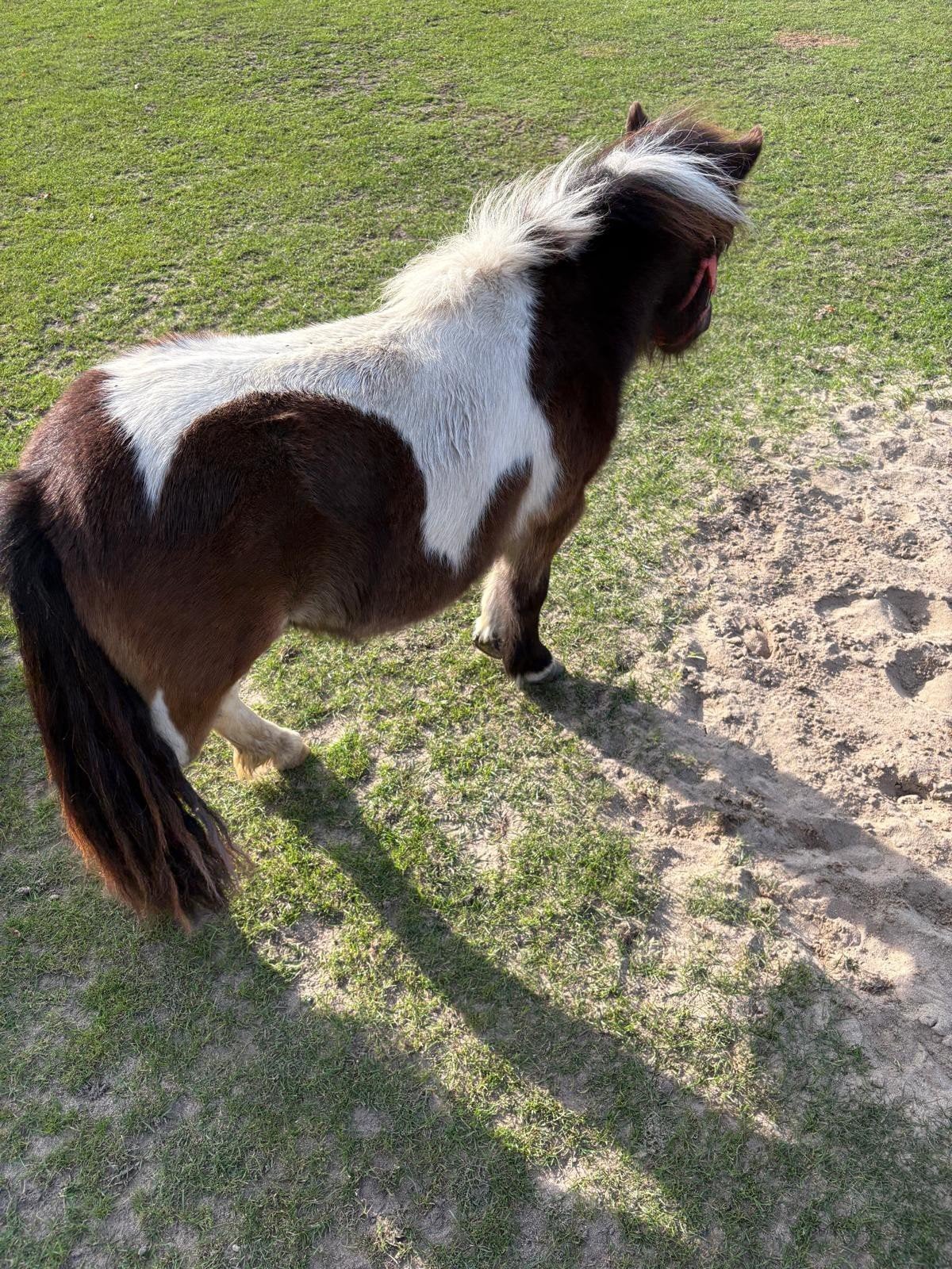 Bonte Merrie's, Dieren en Toebehoren, Merrie