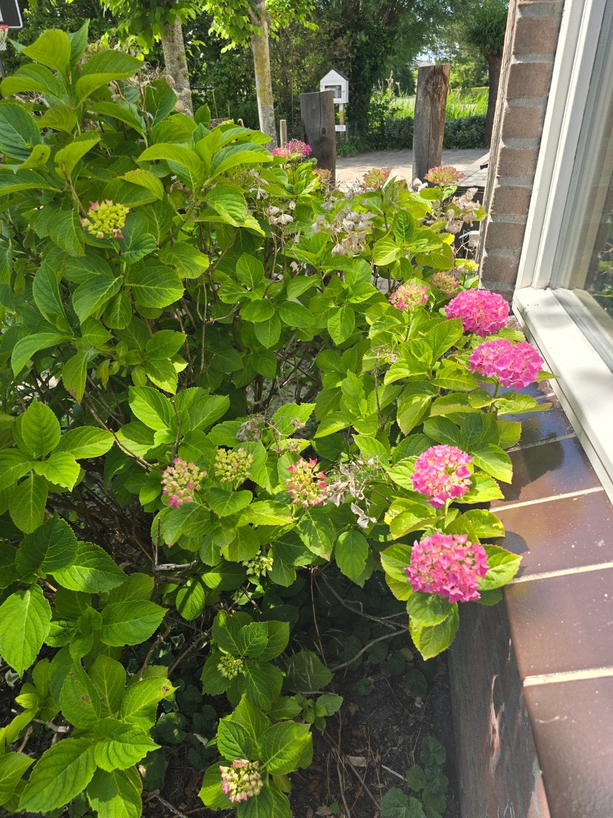 GRATIS!  Roze Hortensia's - Prachtige bloeiende struiken, Tuin en Terras, Planten | Tuinplanten, Overige soorten, Vaste plant