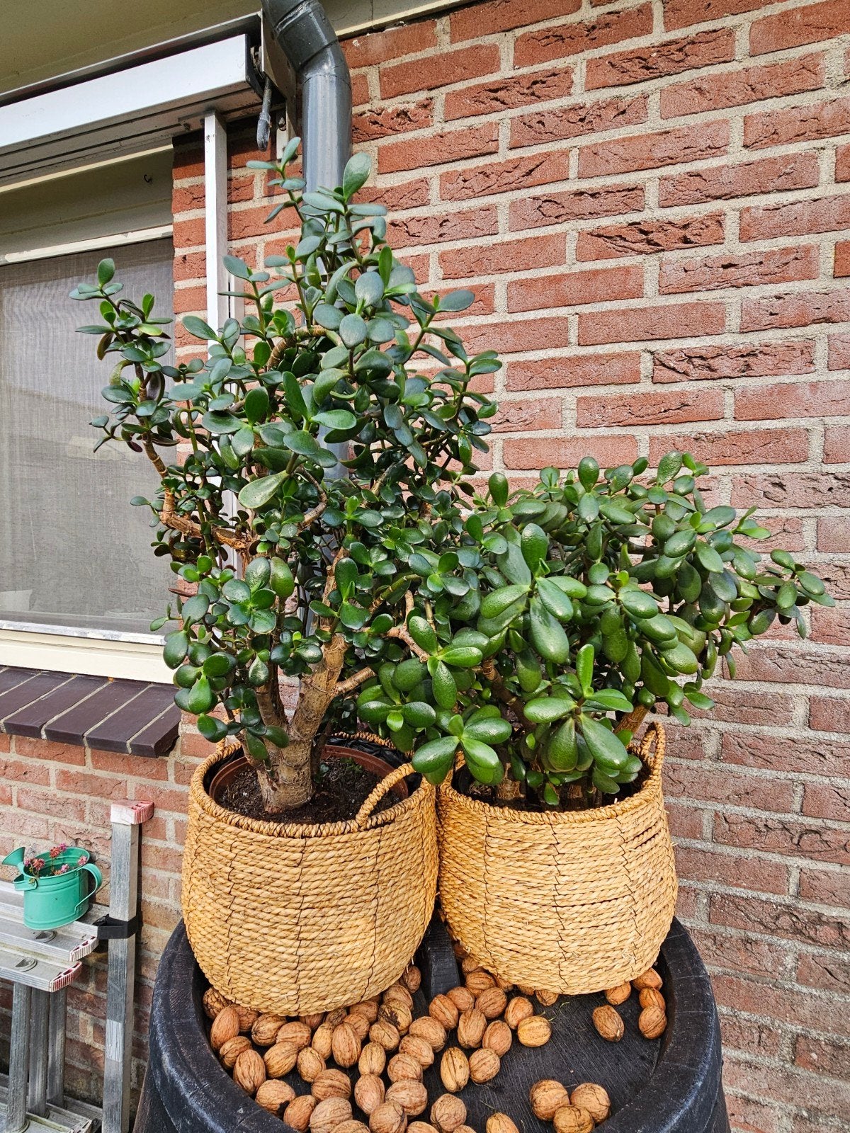 Crassula Ovata (Jadeplant) - 2 voor  20, 1 voor  12.50, Ophalen, Vetplant, Halfschaduw, In pot