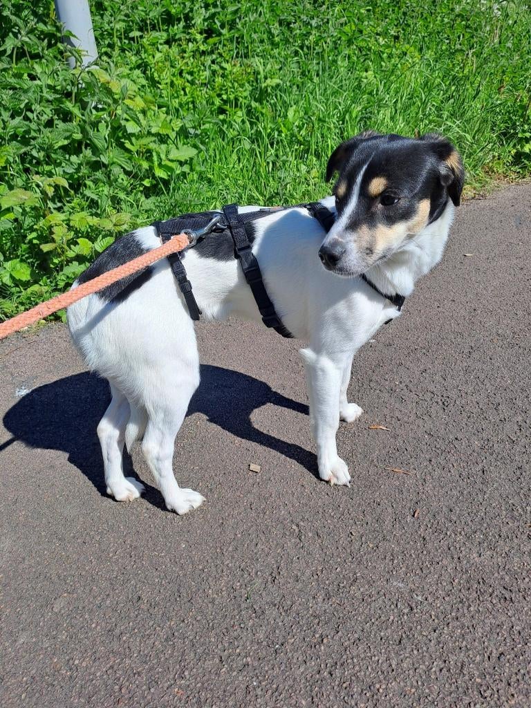 ABBY 18 mnd. Rustig/schootzitter/dogs/aanhankelijk, Dieren en Toebehoren, Honden | Niet-rashonden, Handelaar, 1 tot 2 jaar, Buitenland