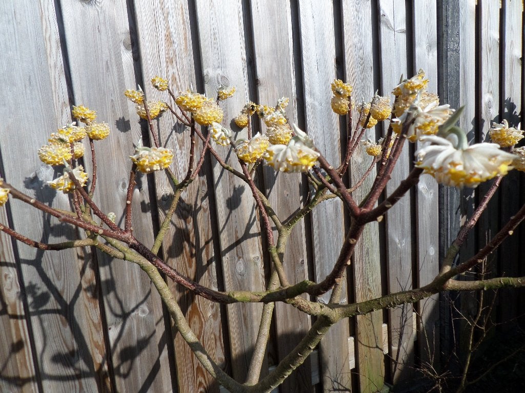 Edgeworthia chrysantha of Papierstruik, Vaste plant, Halfschaduw, Winter, Ophalen