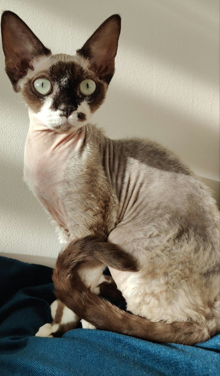 Devon Rex poesje Beschikbaar, Poes, Gechipt, 0 tot 2 jaar