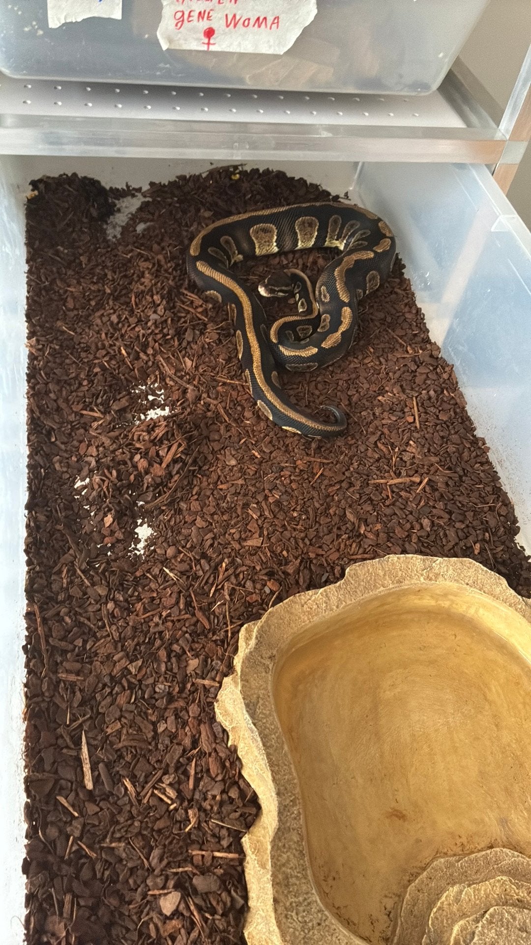 Ball python regius Ball Python photo 3