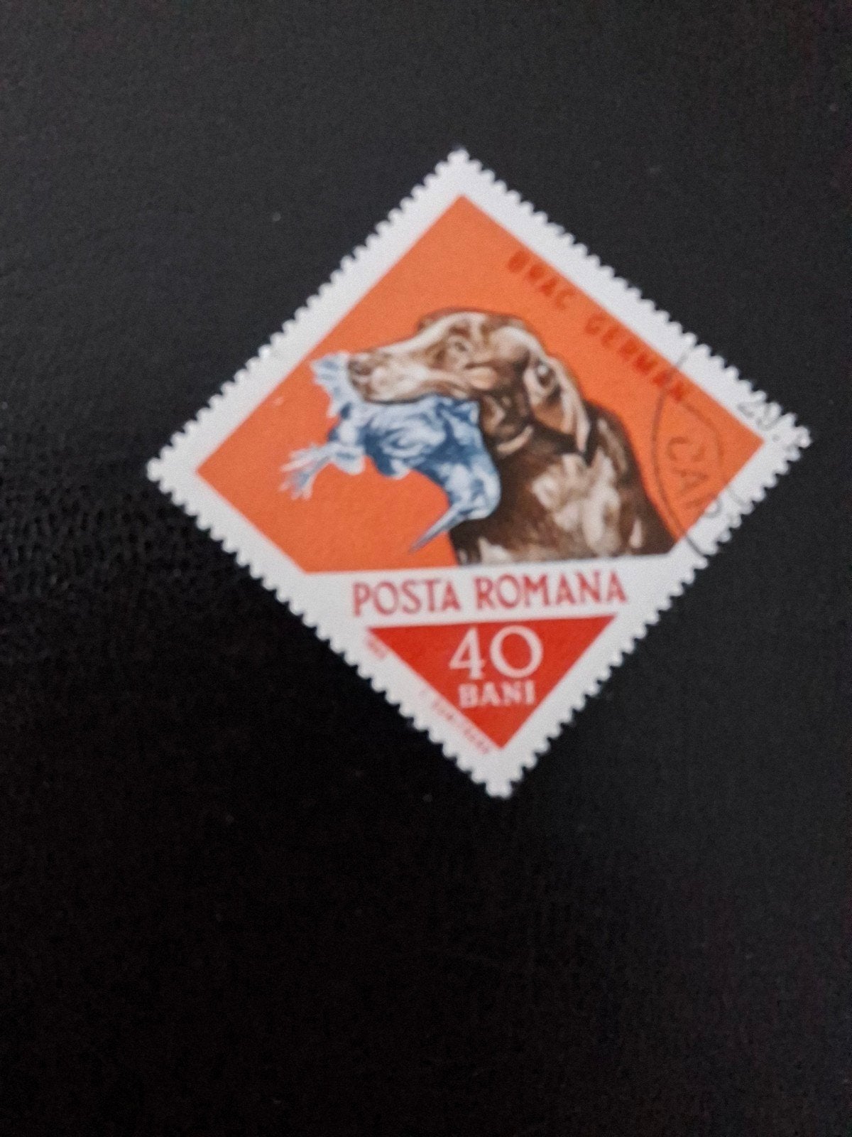 Hond. Jacht. Roemenië, Ophalen of Verzenden, Dier of Natuur