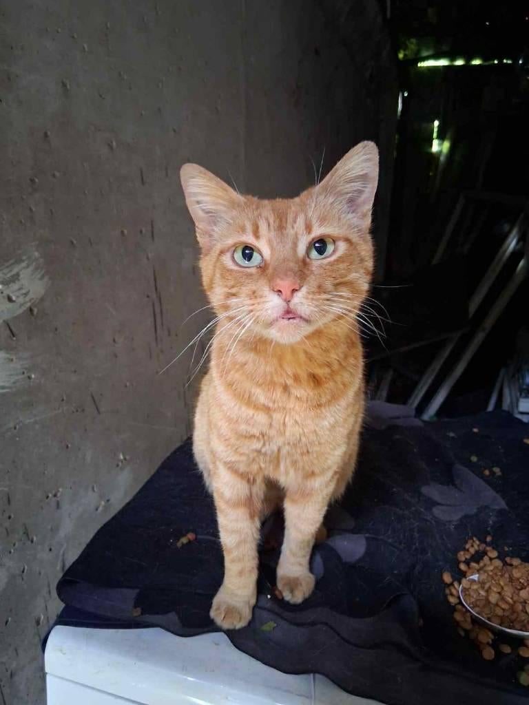 PAPAYA URGENT! 4-5 jr. Bulgarije Aanhankelijk/kroeler/rustig, Dieren en Toebehoren, Katten en Kittens | Overige Katten, Poes, Kortharig