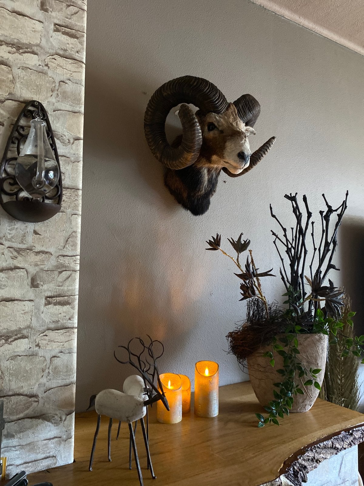 Moeflon, taxidermie, landelijk, preparaat, Ophalen of Verzenden