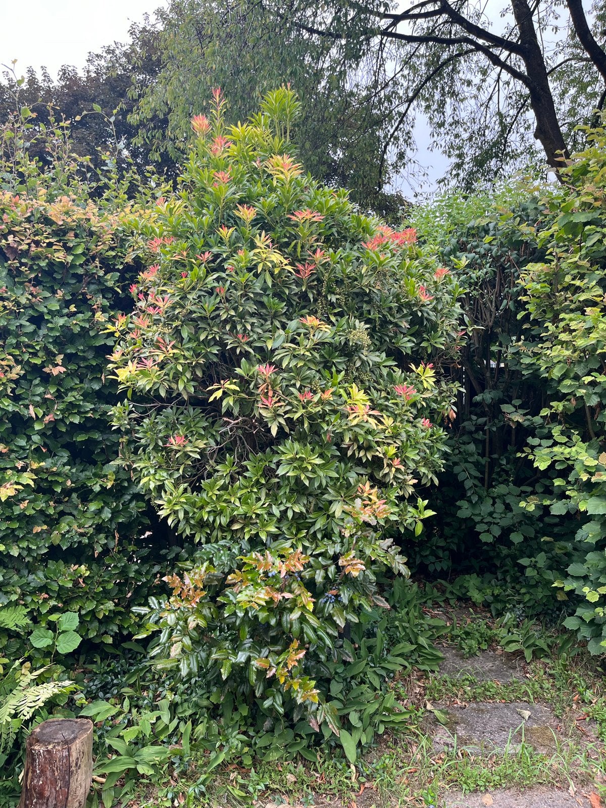 Diverse Tuinplanten, Tuin en Terras, Planten | Tuinplanten, Ophalen, Vaste plant, Varens, Halfschaduw