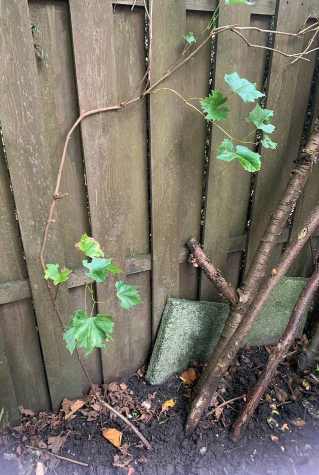 Witte Druiven Plant - Jonge Wijnstok voor Eigen Oogst, Ophalen, Volle zon, Vaste plant, Zomer