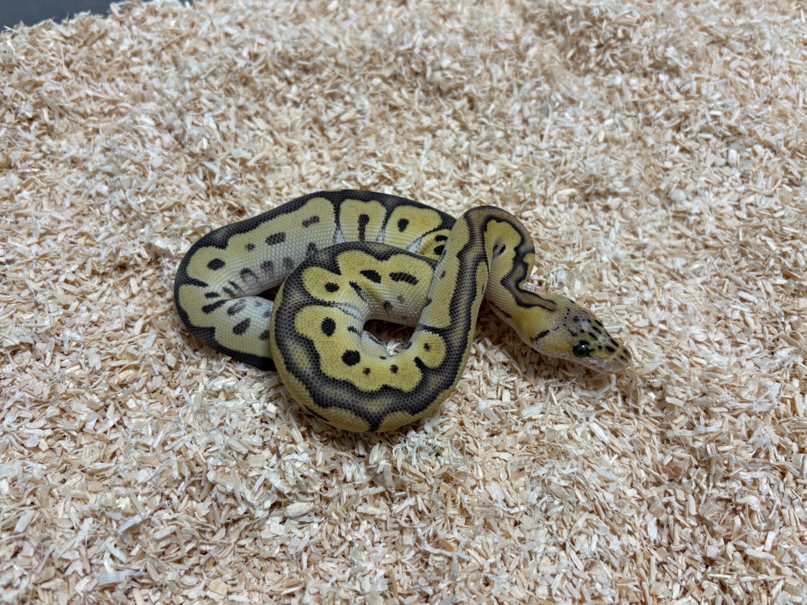 0.1 Pastel Orange dream Jungle woma Clown ball python regius, Dieren en Toebehoren, Slang, Tam, 0 tot 2 jaar