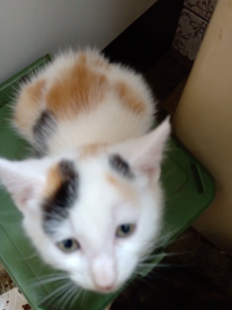 Kittens aangeboden, Dieren en Toebehoren, Katten en Kittens | Raskatten | Korthaar, Meerdere dieren, Ontwormd, 0 tot 2 jaar