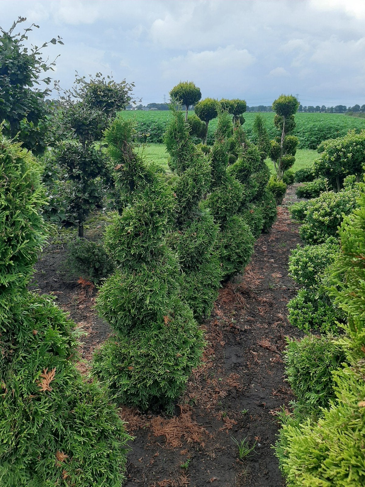 Thuja Occidentalis 'King of Brabant' spiraalvorm €47,50, Ophalen