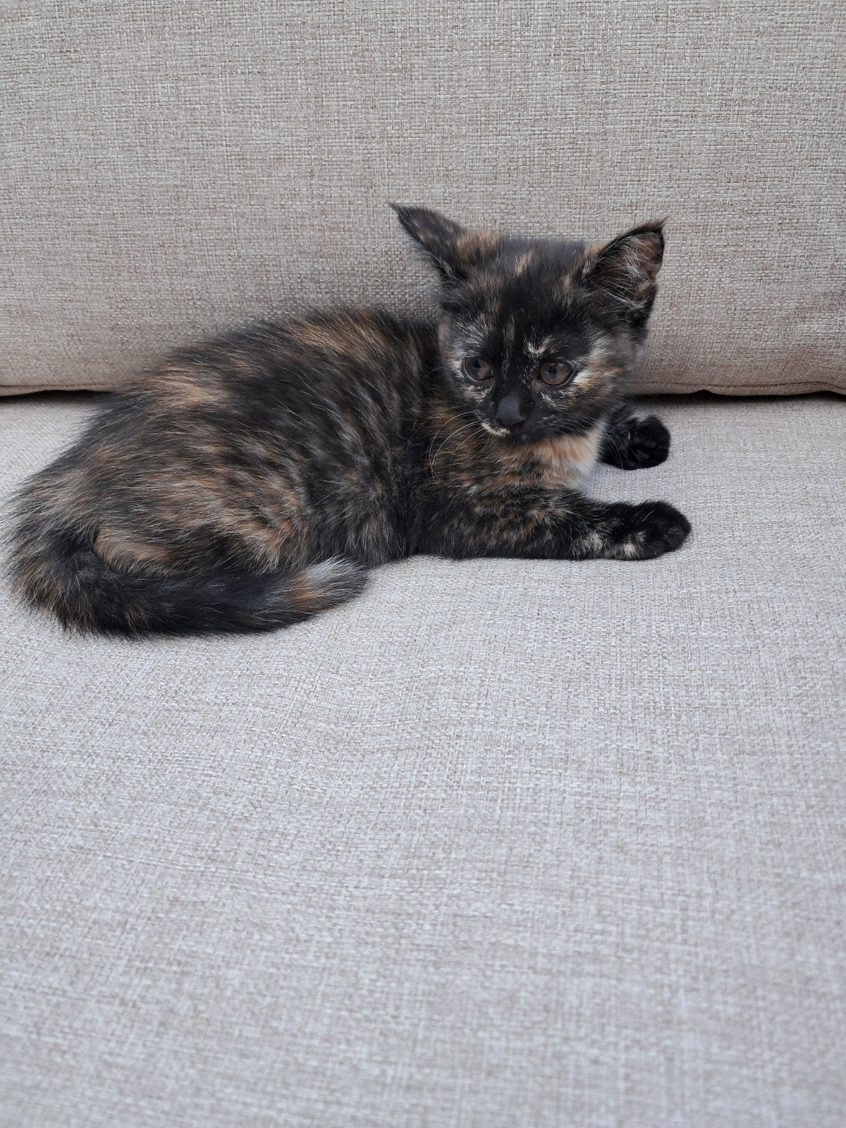 Kittens, Meerdere dieren