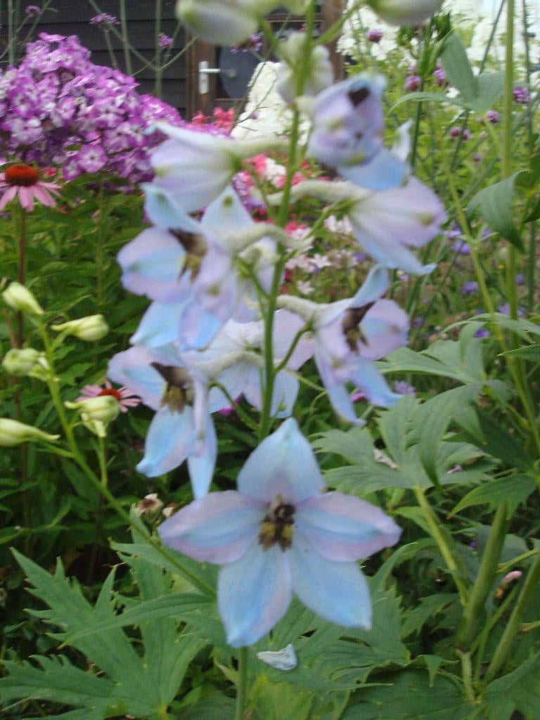 vaste tuinplanten, Overige soorten, Vaste plant, Ophalen of Verzenden, Halfschaduw