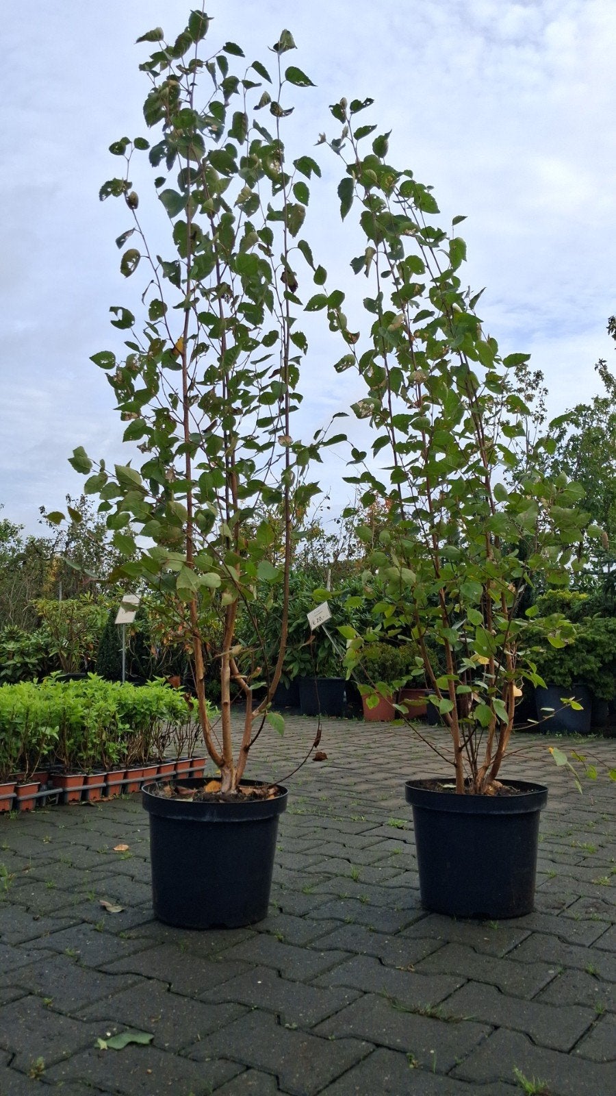 Betula Doorenbos Meerstammig - Sierlijke Berk, Tuin en Terras, In pot, Halfschaduw, 100 tot 250 cm, Zomer