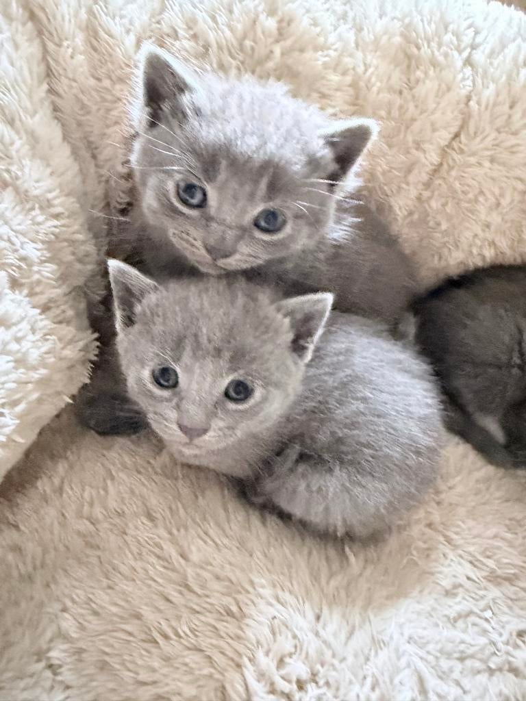 Britsw korthaar kittens, Dieren en Toebehoren, Kater