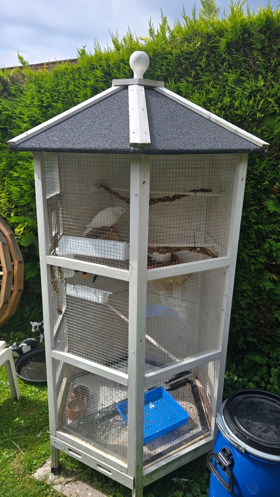 Complete volière met 3 tamme lachduifjes en winterhok - Lely, Dieren en Toebehoren, Meerdere dieren, Postduif
