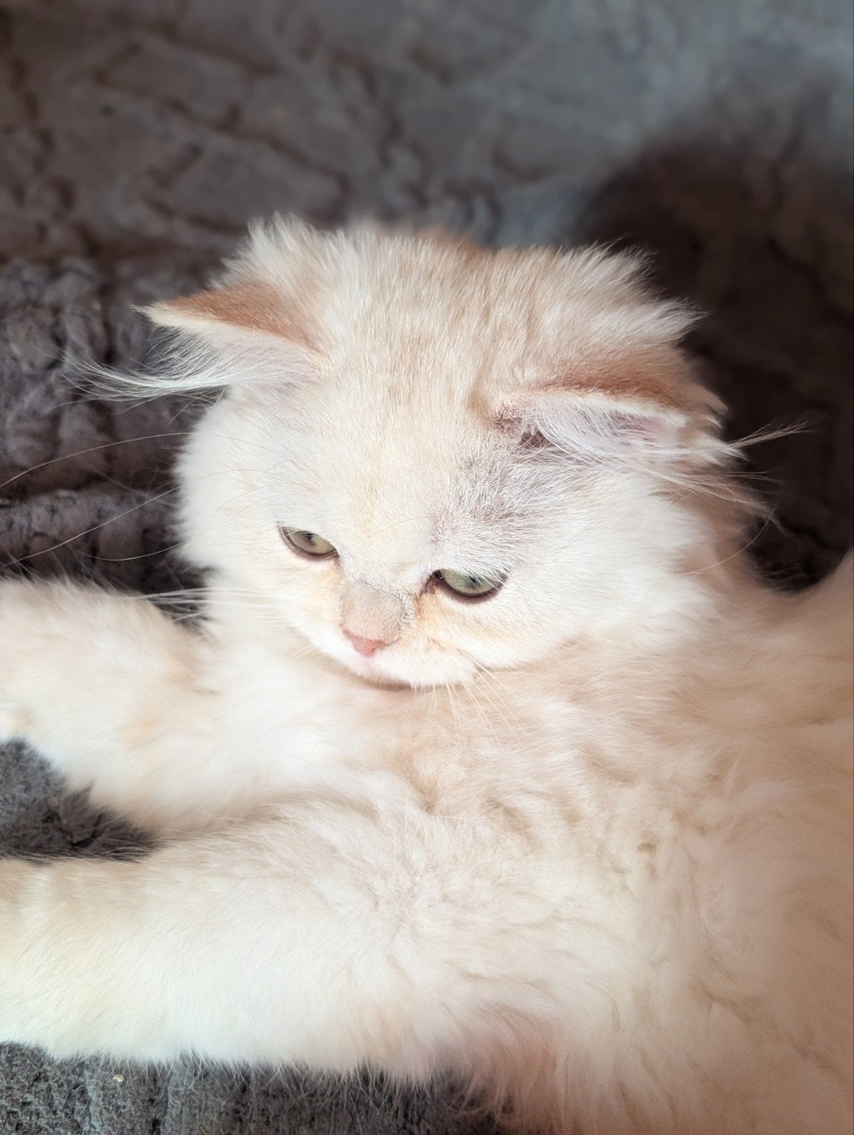 Britse langhaar kitten crème poesje, Dieren en Toebehoren, Katten en Kittens | Raskatten | Langhaar, Meerdere dieren, Gechipt