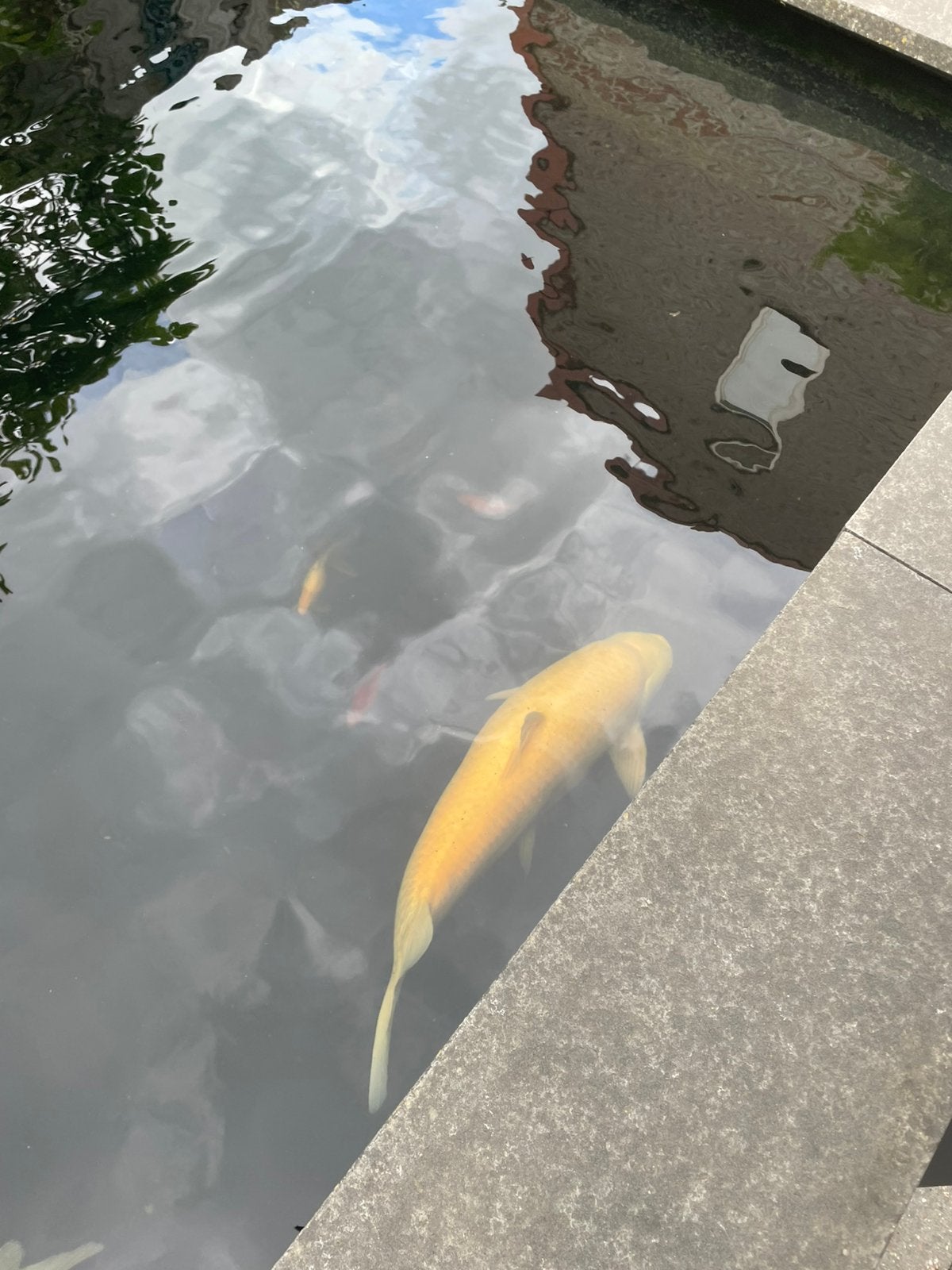 Te koop albino graskarper, Dieren en Toebehoren, Vissen | Vijvervissen, Karper of Koi