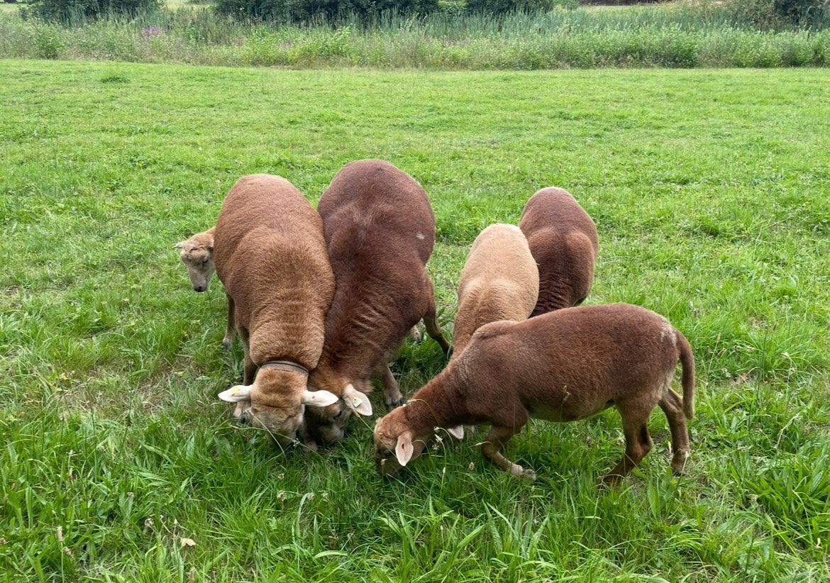 Nolana lammeren en ooien, Dieren en Toebehoren, Schapen, Geiten en Varkens, Vrouwelijk, Schaap
