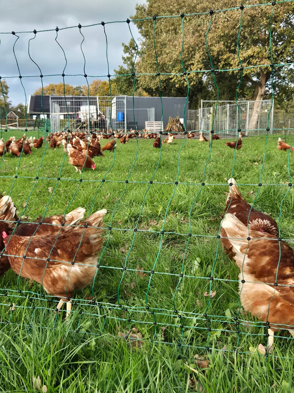 te koop kippen 19 maanden oud, Dieren en Toebehoren, Vrouwelijk, Kip