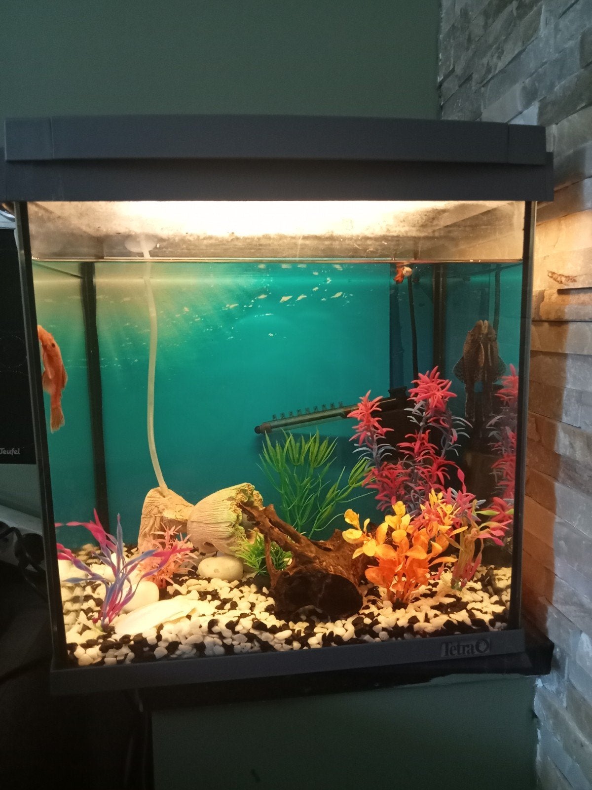 Vissen aquarium met 2 algen, Ophalen, Gevuld zoetwateraquarium