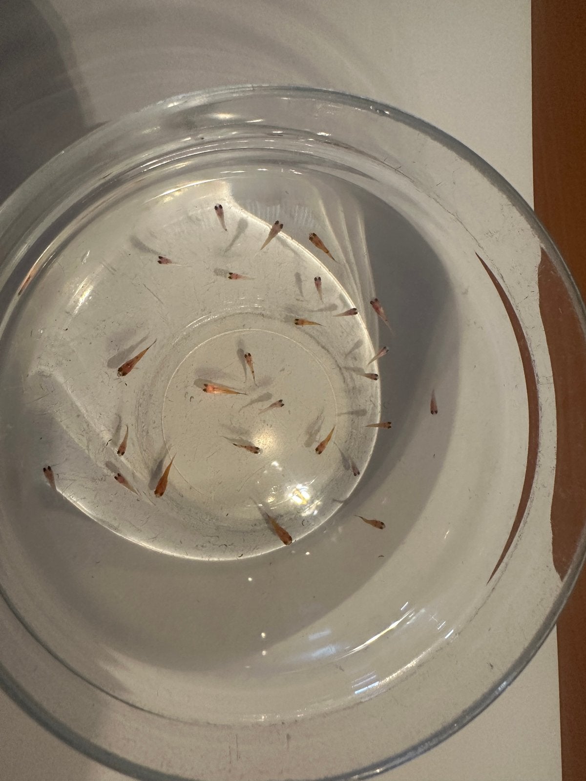 Baby Platys, Dieren en Toebehoren, Vis
