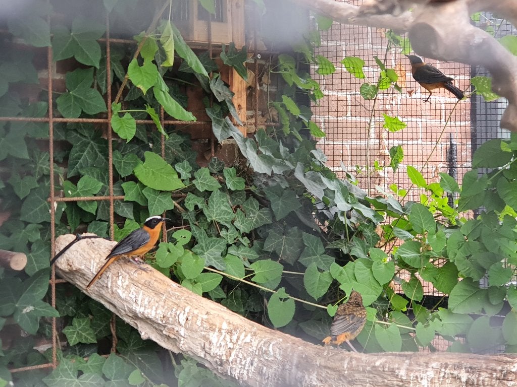 Prachtig bewezen koppel Sneeuwkruin tapuiten beschikbaar, Dieren en Toebehoren, Meerdere dieren, Tropenvogel, Geringd