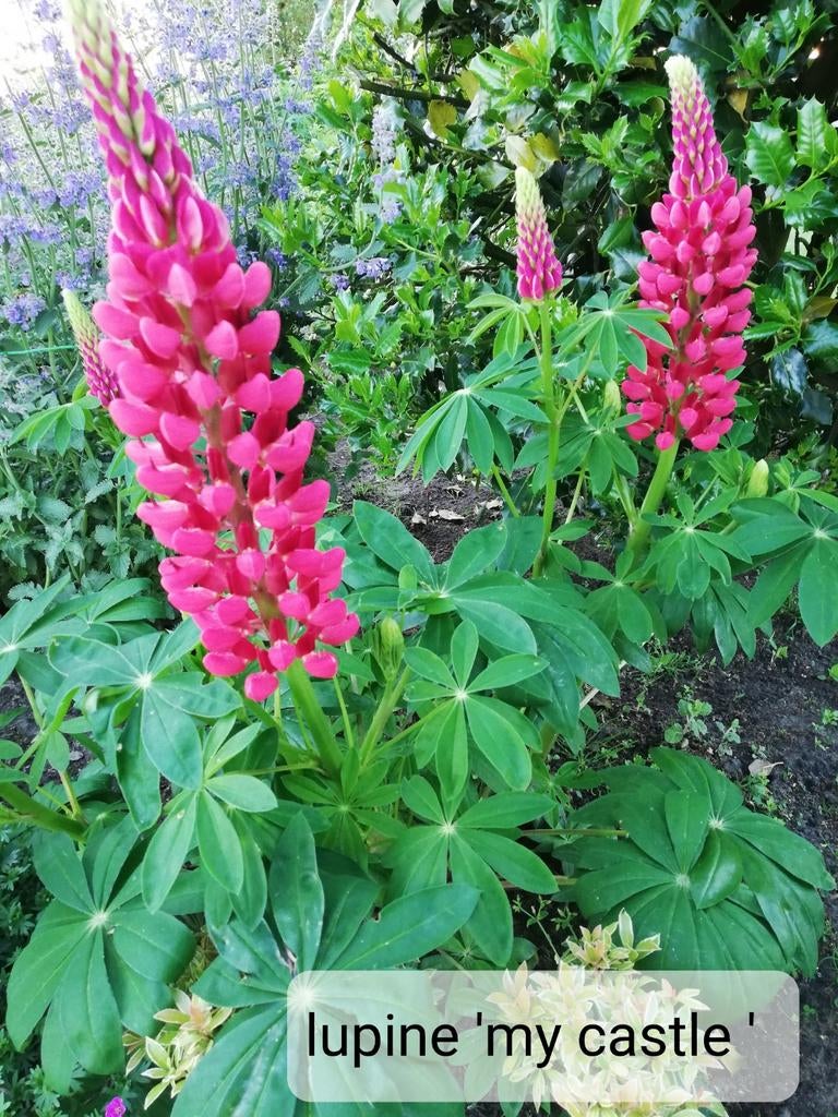 Lupine paars en roze, hertshooi hypericum Rheingold, Ophalen, Vaste plant, Overige soorten, Volle zon