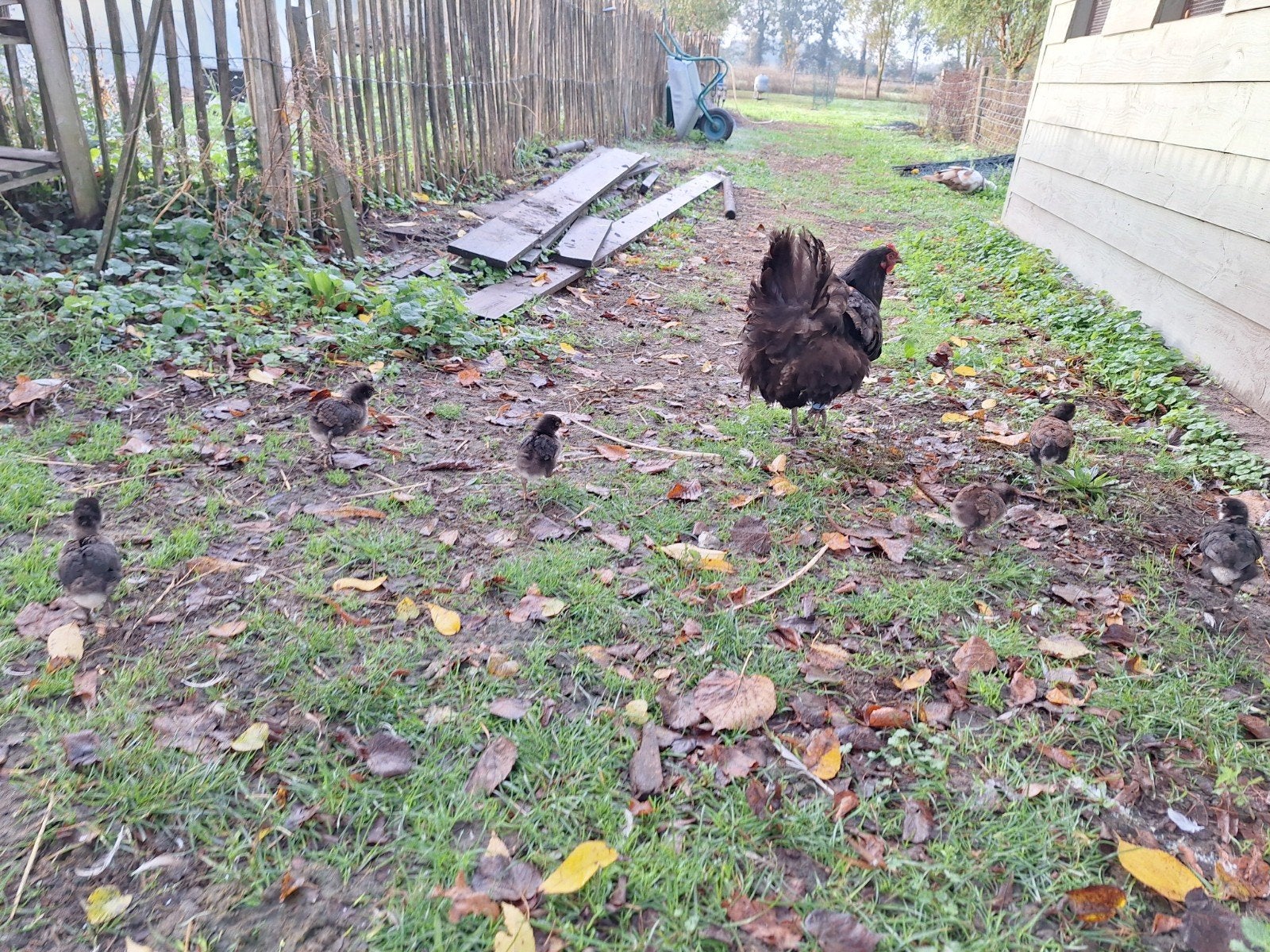 Orpington hen met kuikens, Dieren en Toebehoren, Vrouwelijk, Kip