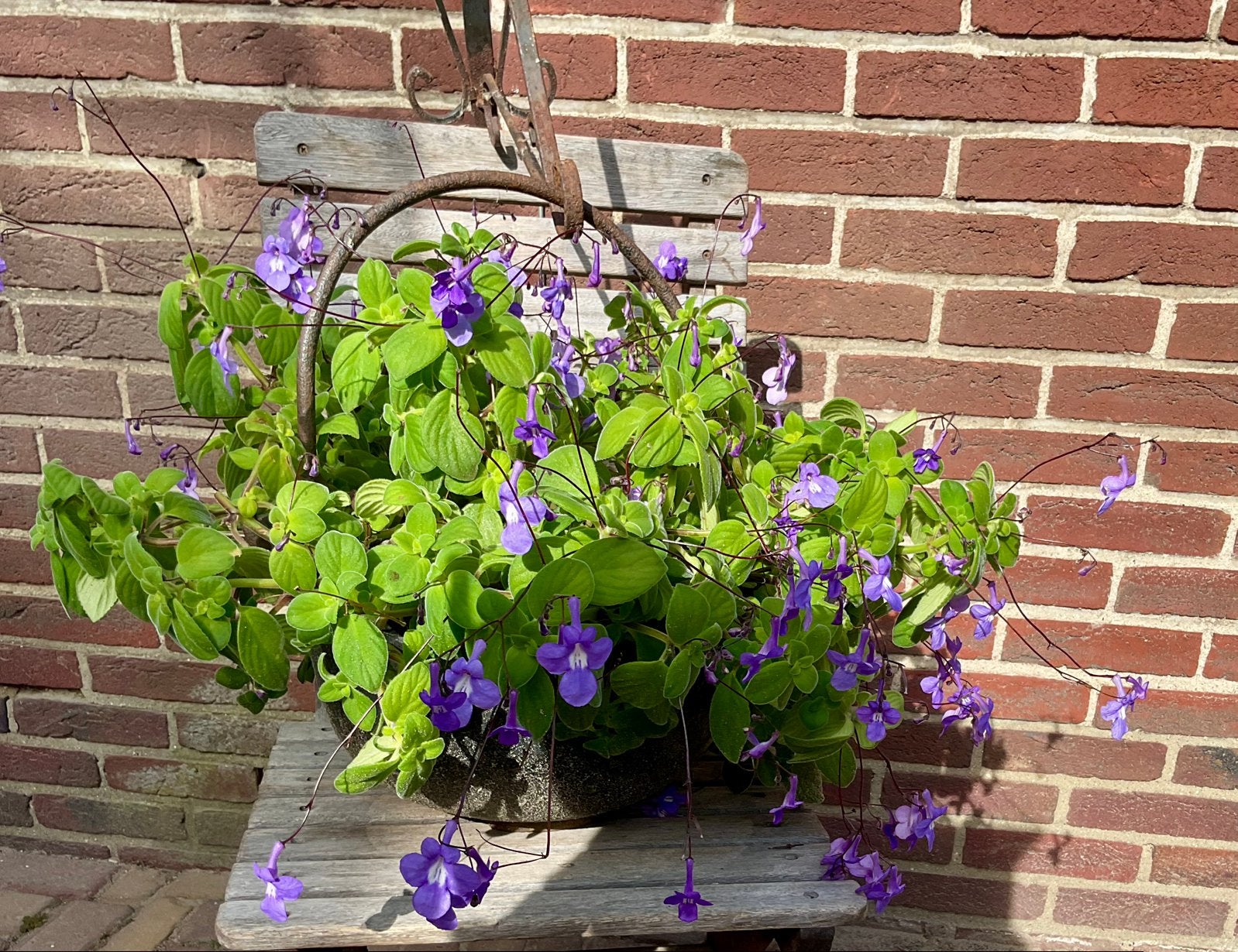 Streptocarpus (kaapse primula), Tuin en Terras, Minder dan 30 cm, Rond, Ophalen of Verzenden, Metaal