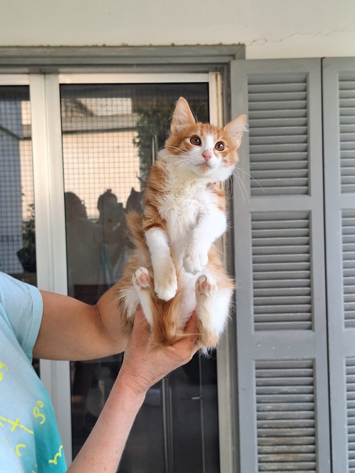 Sam 3 halve mnd oud (nog op Cyprus) zoekt een fijn thuis, Dieren en Toebehoren, Kater