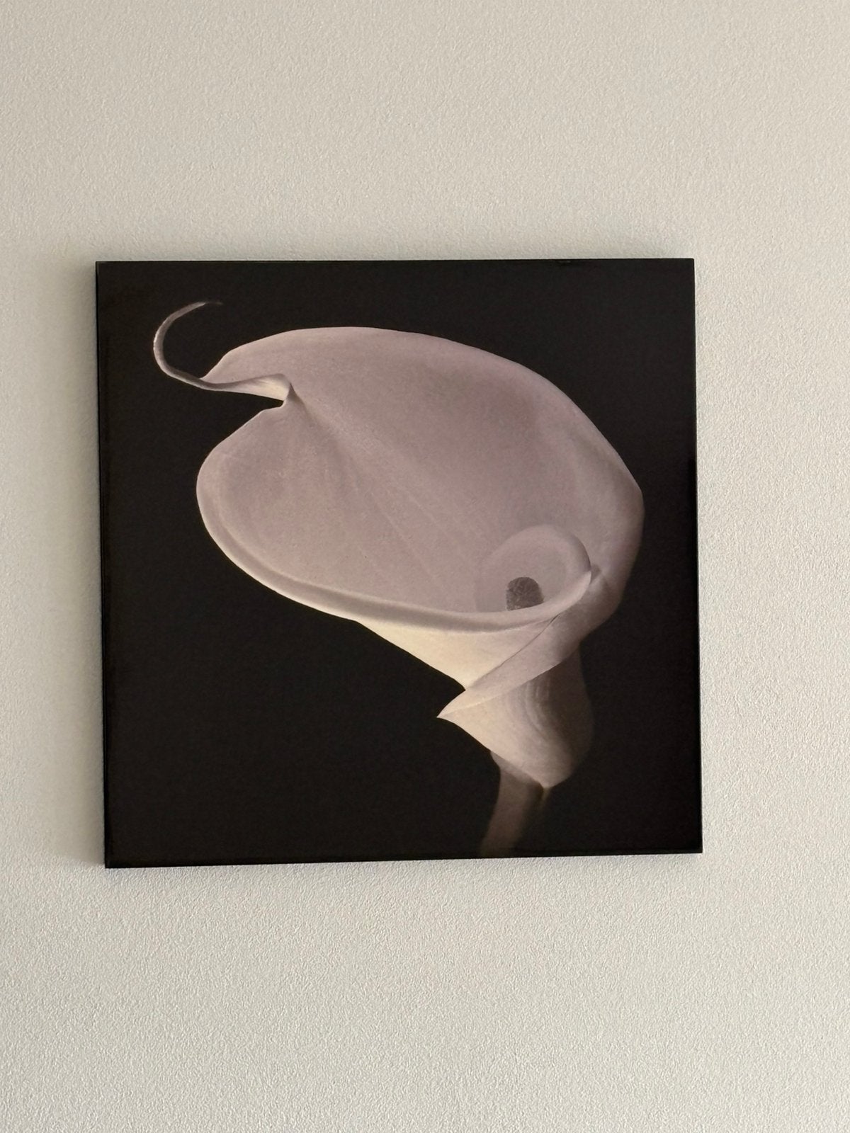 Mooi groot vierkant schilderij van Aronskelk, Ophalen